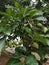 Pongamia pinnata is a multipurpose tree, it is a bio diesel plant