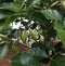 Pongamia pinnata is a multipurpose tree, it is a bio dieselplant