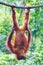 Pongo pygmaeus hung upside down on a rope with both feet