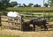 Ponies in an Amish Farm