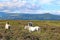 Ponies in the Black Mountains, Wales