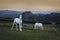 Ponies at Carreg Cennin Castle