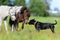 Ponies and a dog in field