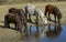 Ponies drinking water