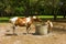 Ponies drinking from a well