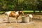 Ponies drinking from a well