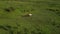 Ponies with foal grazing in New Forest national park UK