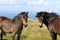 Ponies on grassland looking at camera on the English coast