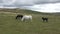 Ponies Grazing on Dartmoor National Park England UK