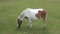 Ponies grazing on Dartmoor National Park England UK
