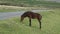 Ponies grazing on Dartmoor National Park England UK