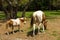 Ponies grazing in a field