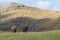 Ponies grazing with scenic view to mountains, Faroe Islands, Denmark