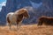 Ponies on meadow in italien dolomites in south tyrol, beautiful scenery in italien alps