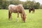 Ponies in The New Forest