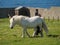 Ponies, one white and one brown walking through a grassy field near a body of water