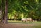 Ponies in a paddock at a training facility in florida