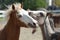 Ponies playing outside in the pasture