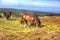 Ponies on Quantock Hills Somerset England with purple heather