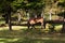 Ponies roaming free in the woods during autumn