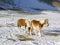 Ponies in the snowy plateau of Castelluccio of Norcia, Umbria,