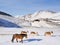 Ponies in snowy plateau of Castelluccio of Norcia, Umbria, It