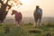 Ponies on a summers evening in a field. With an artistic, blurred vintage light leak edit