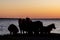 Ponies at Sunset