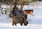 Ponies in winter