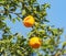 Ponkan tree: Ponkan fruit eaten by birds