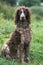 Pont Audemer Spaniel, Adult sitting on Grass