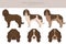 Pont-Audemer Spaniel  clipart. All coat colors set.  All dog breeds characteristics infographic