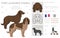 Pont-Audemer Spaniel  clipart. All coat colors set.  All dog breeds characteristics infographic