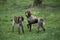 Pont Audemer Spaniel Dog, a French Breed