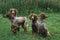 Pont Audemer Spaniel Dog, A french Breed