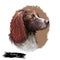 Pont-Audemer Spaniel dog portrait isolated on white. Digital art illustration of hand drawn dog for web, t-shirt print and puppy