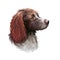 Pont-Audemer Spaniel dog portrait isolated on white. Digital art illustration of hand drawn dog for web, t-shirt print and puppy