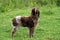 Pont Audemer Spaniel Dog standing on Grass