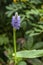 Pontederia cordata, common name pickerelweed (USA) or pickerel weed (UK)