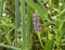 Pontederia Cordata known as pickerel weeds and a honeybee in Leonhardt Lagoon in Fair Park, Dallas, Texas.