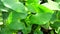 Pontederia vaginalis heartshape false pickerelweed, oval-leafed pondweed, enceng sawang, wewehan with a natural background. Each