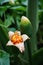 Pontederia vaginalis heartshape false pickerelweed, oval-leafed pondweed, enceng sawang, wewehan with a natural background. Each