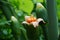 Pontederia vaginalis heartshape false pickerelweed, oval-leafed pondweed, enceng sawang, wewehan with a natural background. Each