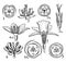 Pontederiaceae, Juncaceae, Liliaceae, and Amaryllidaceae Orders vintage illustration