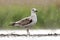 Pontische Meeuw, Caspian Gull, Larus cachinnans