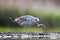 Pontische Meeuw; Caspian Gull; Larus cachinnans