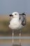 Pontische Meeuw, Caspian Gull, Larus cachinnans