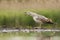 Pontische Meeuw, Caspian Gull, Larus cachinnans