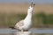 Pontische Meeuw, Caspian Gull, Larus cachinnans