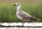 Pontische Meeuw, Caspian Gull, Larus cachinnans